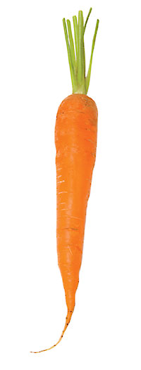 Carrot